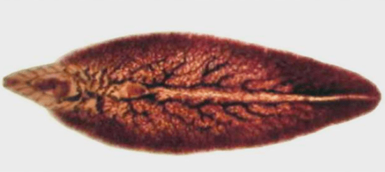 Tocino